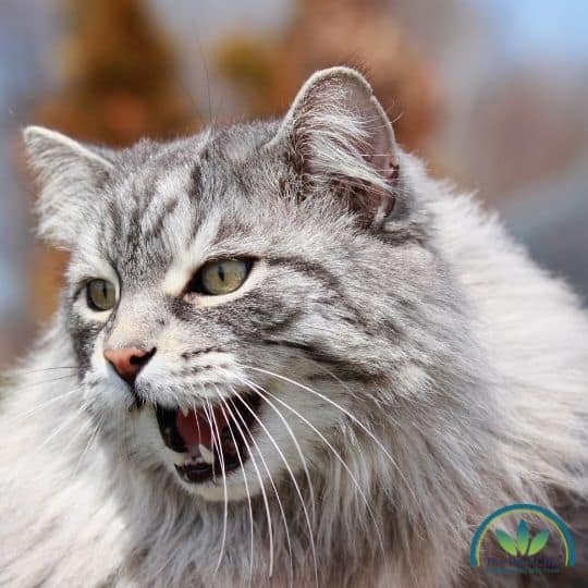 Aggressive grey and white cat