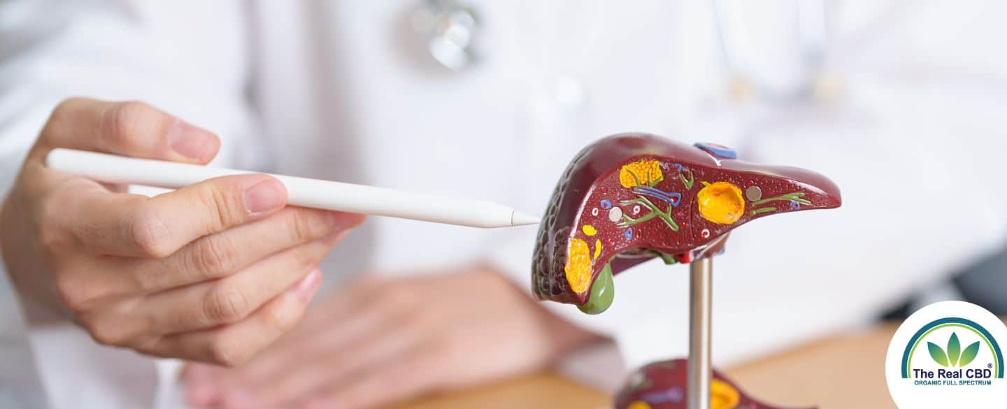 Arzt erklärt einem Patienten Hepatitis anhand eines Plastiklebermodells