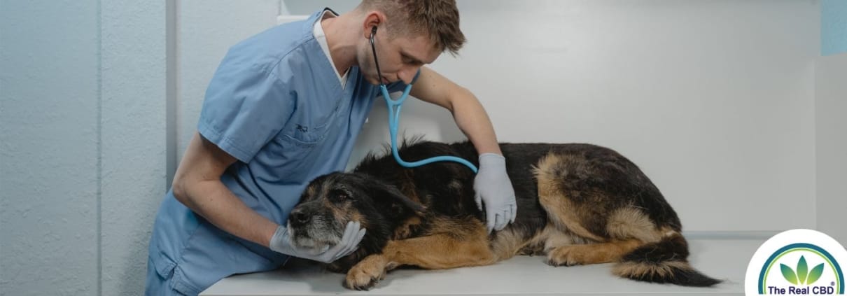 Dog on the vet's table being examined