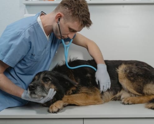 Dog on the vet's table being examined