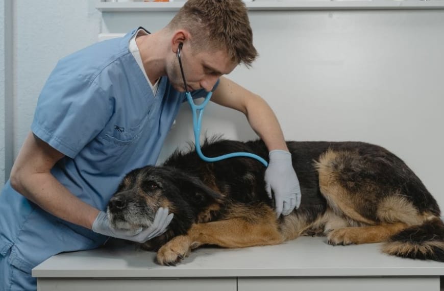 Dog on the vet's table being examined