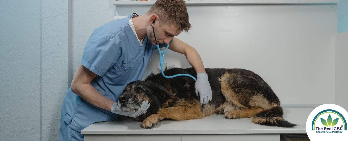 Hund auf dem Tisch des Tierarztes bei der Untersuchung