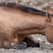 The-Real-CBD-Blog-CBD-pour-les-chevaux-avec-colique Cheval malade couché dans un champ
