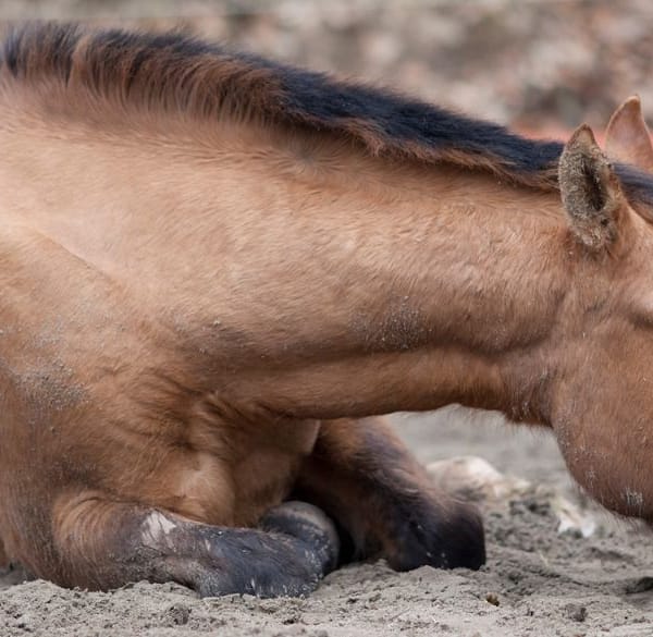 Ziek paard in de wei
