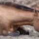 Cheval malade couché dans un champ