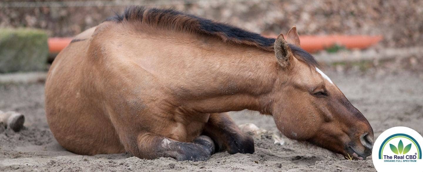 Ziek paard in de wei