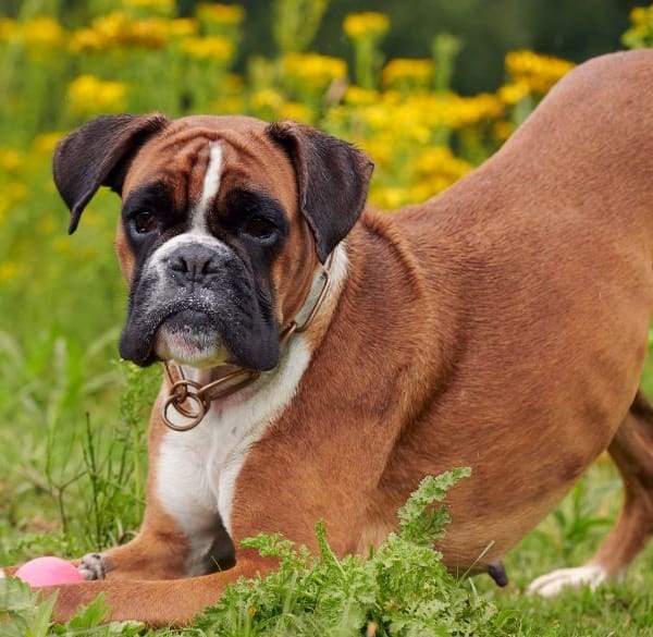 Happy boxer in the grass