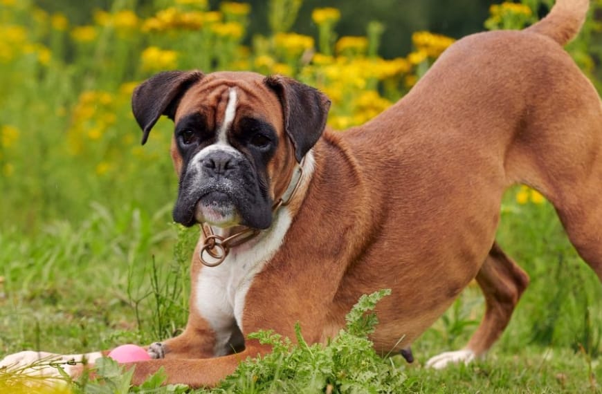 Gelukkige boxer in het gras