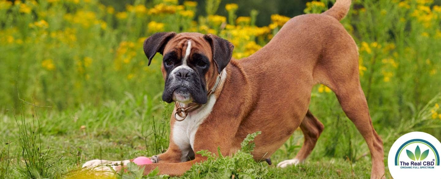 Boxer heureux dans l'herbe