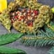 Citrons, feuilles de chanvre, pin en exposition