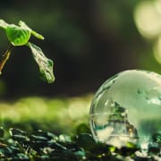 Die-Real-CBD-Ist-CBD-ein-nachhaltiges-Produkt Wachsende Hanfpflanze in einer Wasserblase