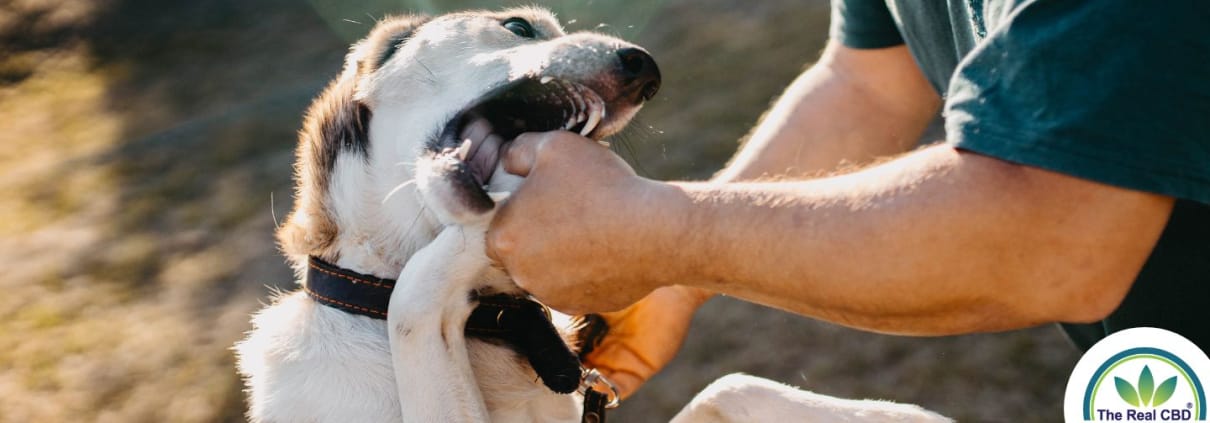A dog biting a mans hand