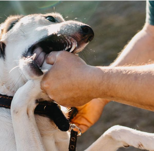 Un chien mordant la main d'un homme