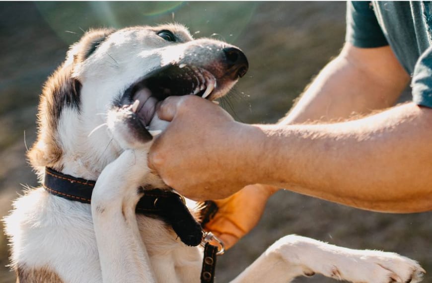 Un chien mordant la main d'un homme