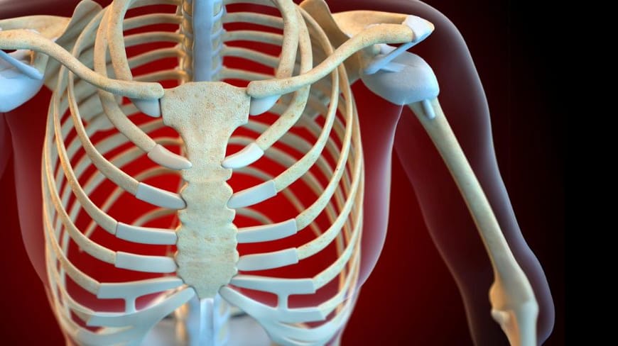 Skeleton showing breastbone and ribcage
