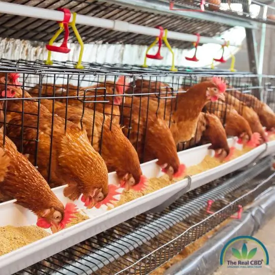 Chicken farm