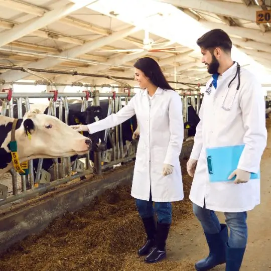 Cows in a stable with two vets checking them