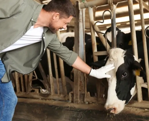 Landwirt streichelt eine Kuh