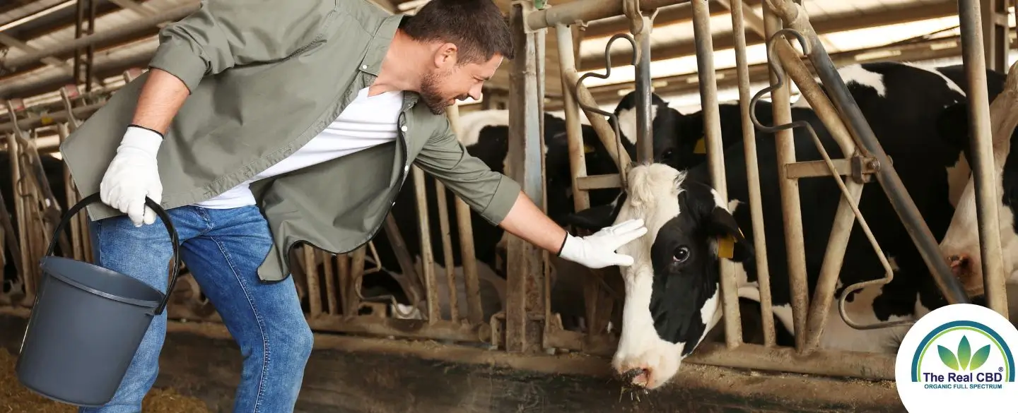Landwirt streichelt eine Kuh