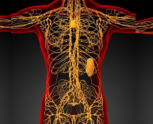 The lymphatic system