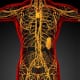 Le système lymphatique