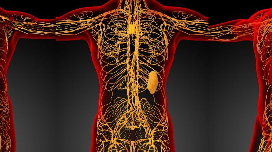 The lymphatic system