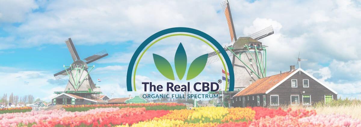 Oude molens in een tulpenveld in Nederland