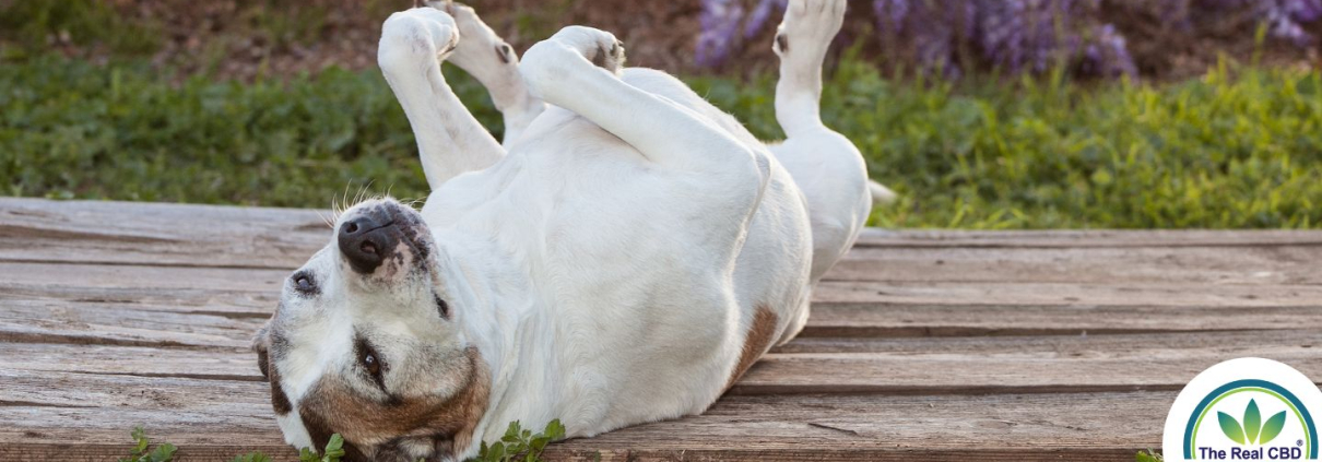 Dog laying on its back on wooden planks