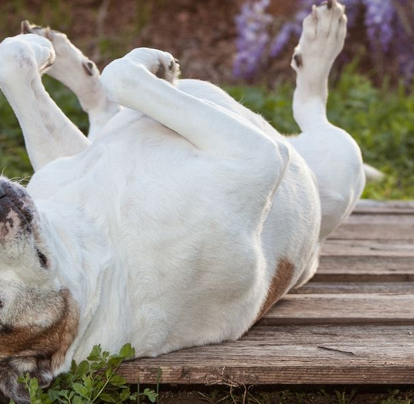 Dog laying on its back on wooden planks