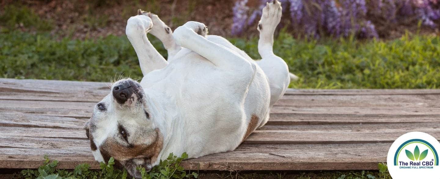 Chien couché sur le dos sur des planches de bois