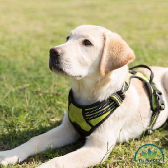 Max the labrador as a puppy