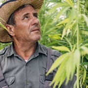 The-Real-CBD-Blog-CBD-farming Hemp farmer looking at his crop