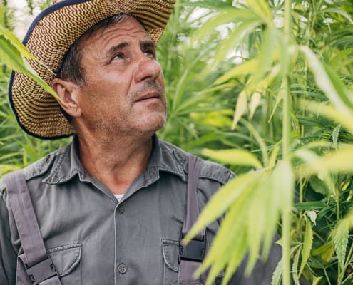 Hanfbauern betrachten ihre Ernte