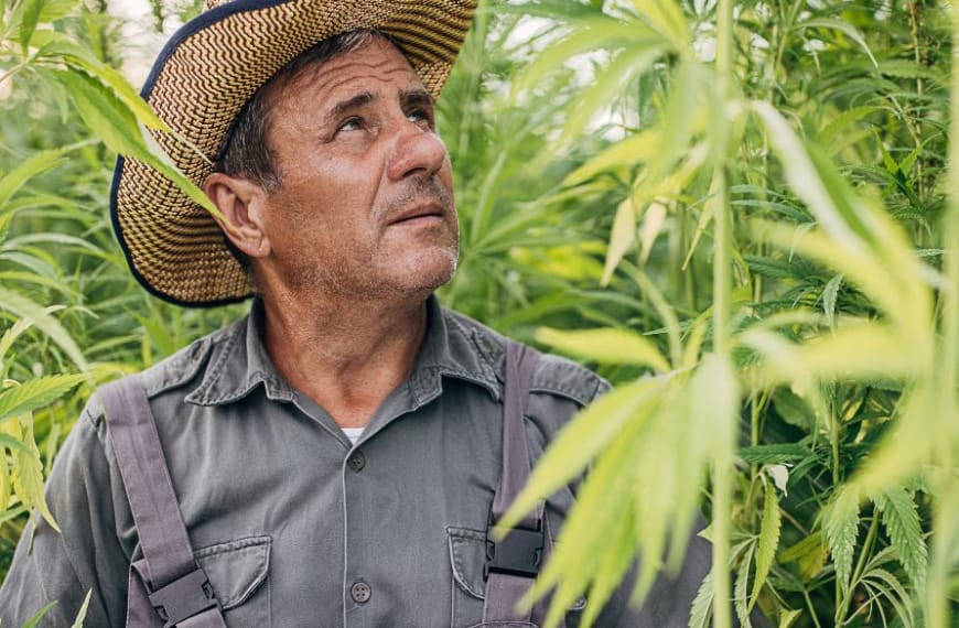 Hemp farmer looking at his crop