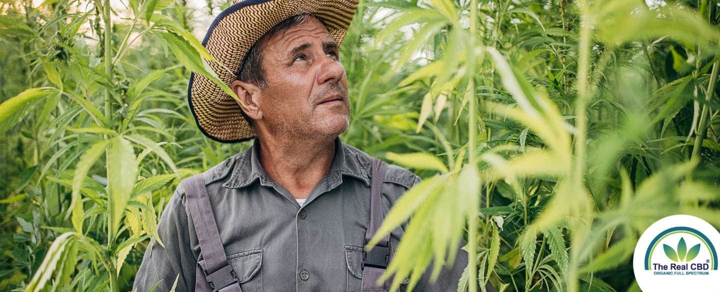 Un cultivateur de chanvre regarde sa récolte