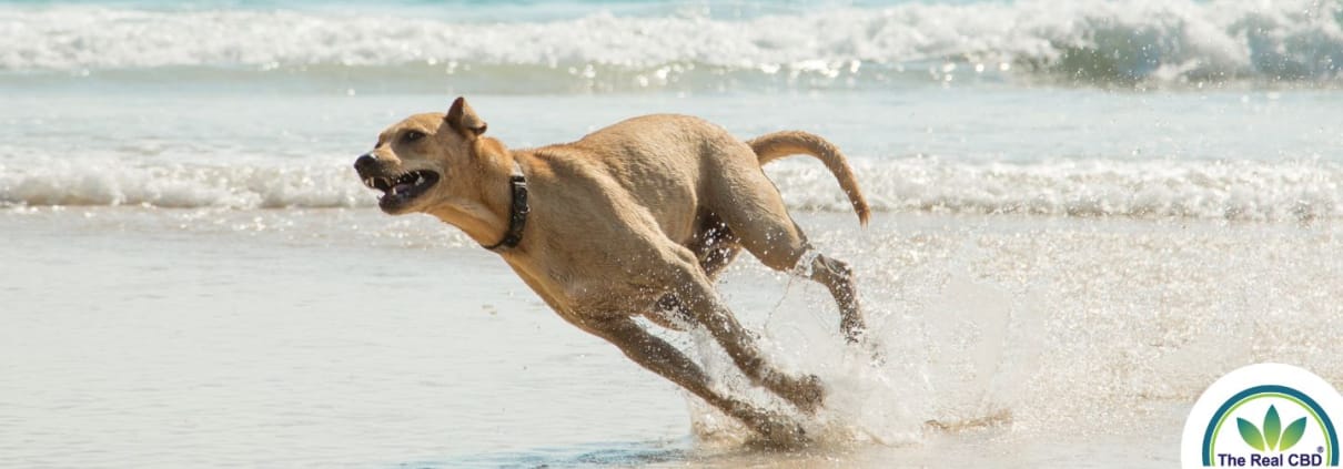Dog running fast on the beach