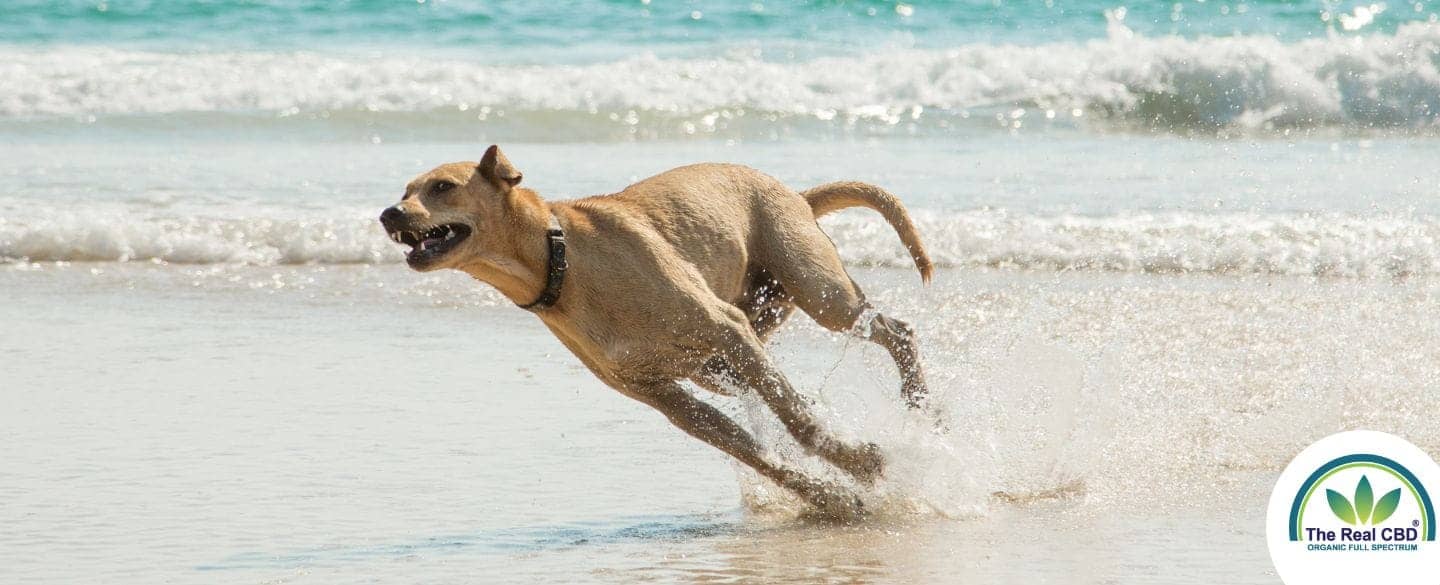 Snel rennende hond op het strand