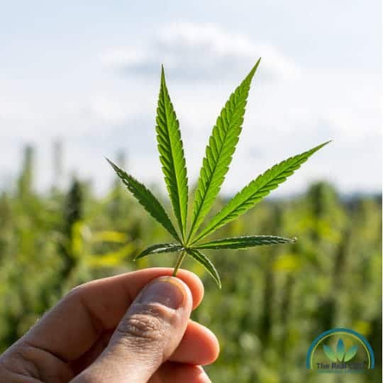 Hand holding a hemp leaf with a hemp fiels in the background