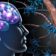 Drawing of the blood brain barrier