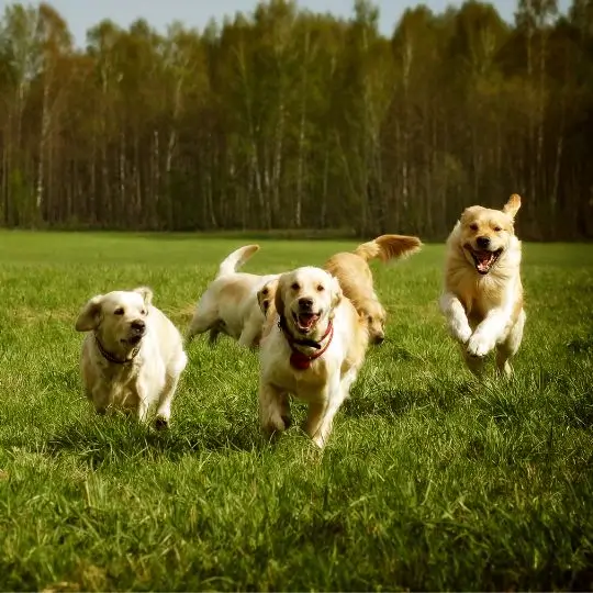 Gang of golden retrievers running in a field