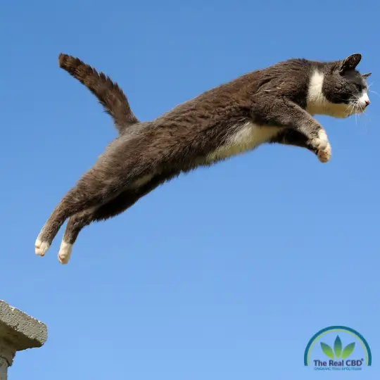 Cat jumping