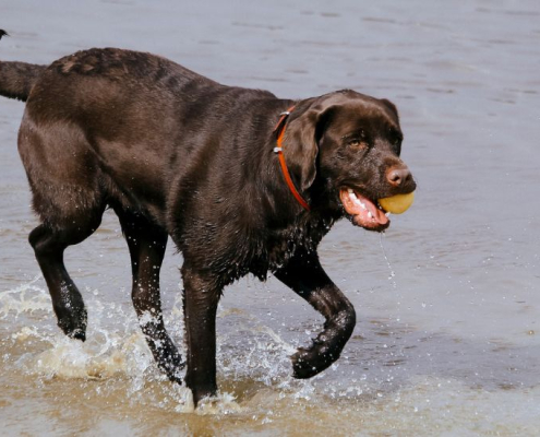 Max running on the beach