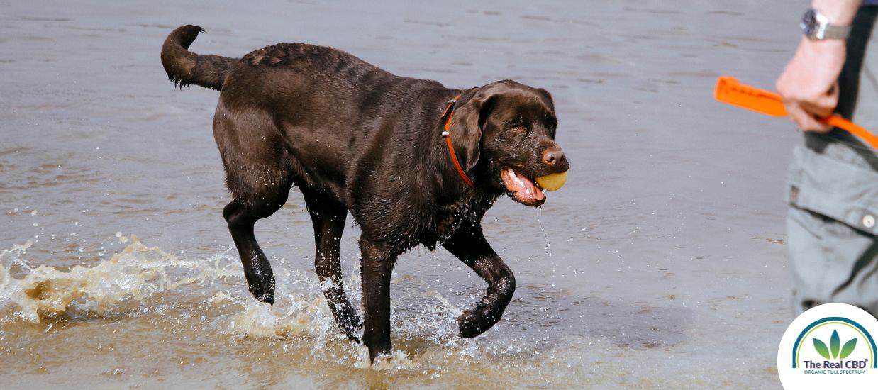 Max running on the beach