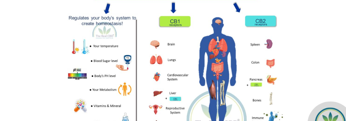Infographic about the endocannabinoide system