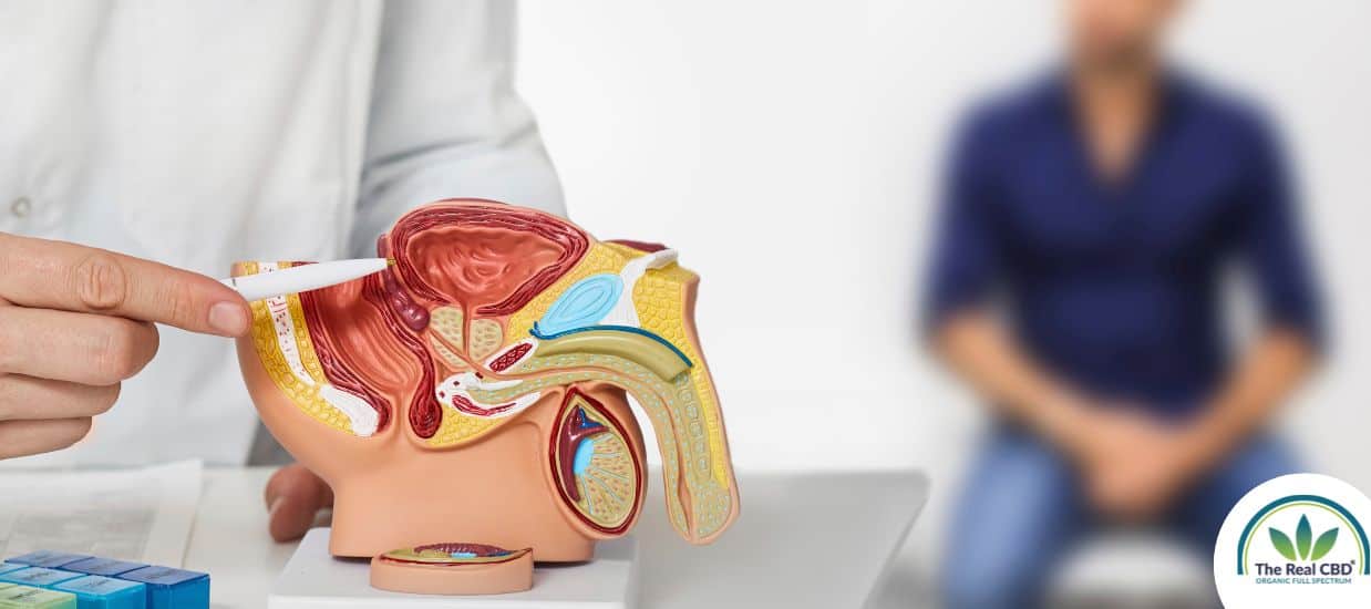 Doctor showing a prostate on a plastic model