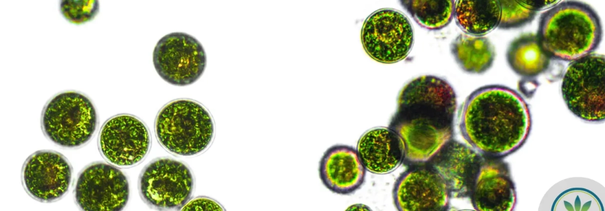 Green terpenes in a Petri dish