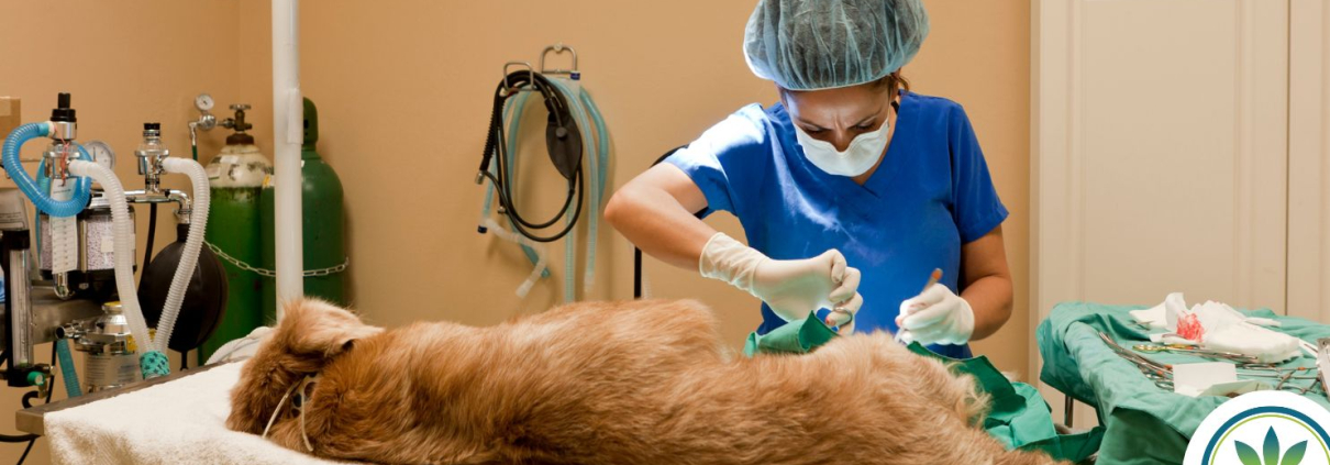 Golden retriever at the vets