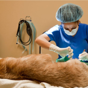 the-real-cbd-blog-can-you-shrink-dog-tumor-with-cbd Golden retriever at the vets