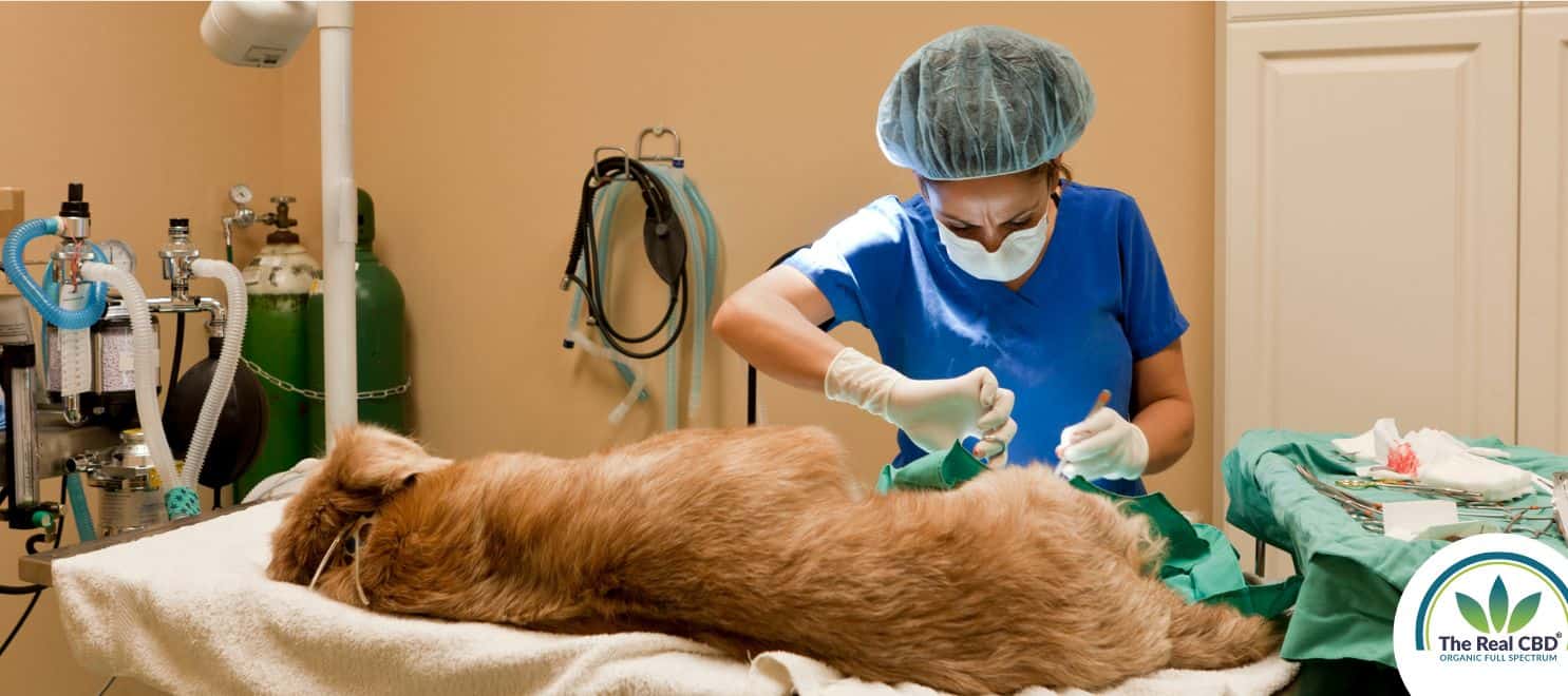 Golden retriever at the vets