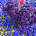 Colourful cells